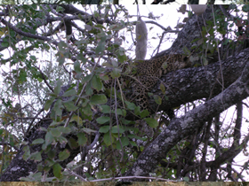 木の上のジャガー