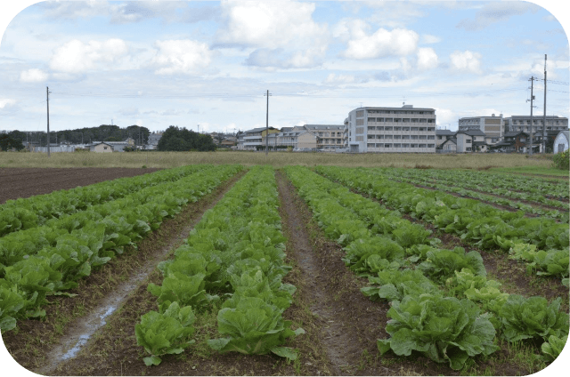 主なフィールド