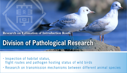 Division of Pathological Research